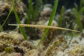 Corythoichthys flavofasciastus (Жовта риба Bandefish)
