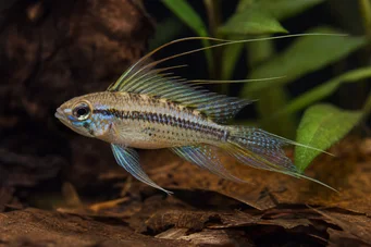 Crenicara filamentosa (Сітка cichlid)