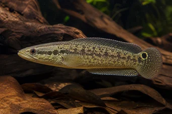 Crenicichla lepidota