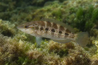 Crenilabrus quinquemaculatus П’ять -