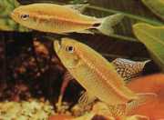 Crenuchus spilurus Кренуч з кауд...