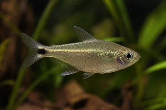 Ctenobrycon spilurus hauxwellianus (Характер з високою спиною)