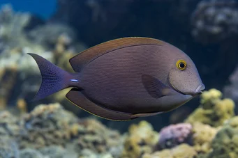 Ctenochaetus strigosus Коле