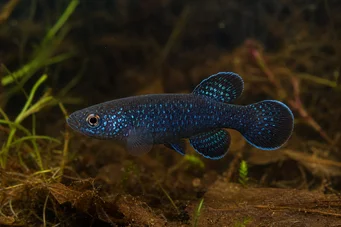 Cynolebias nigripinnis Аргентинська перлина з чорними плавниками
