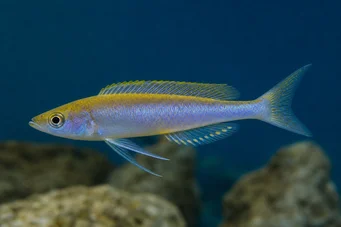 Cyprichromis leptosoma (Кіпріхром лептосома)