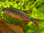 Danio margaritatus Даніо Галакт�...