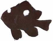 Dascyllus trimaculatus Три плями