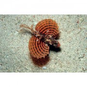 Dendrochirus brachypteru... Карликовий