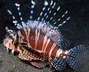 Dendrochirus zebra Карликовий б�...