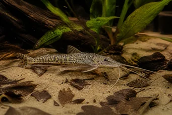 Dianema longibarbis Ілюмінатор