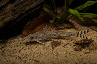 Dianema urostriata Смугастий