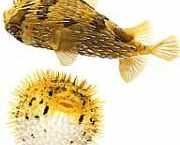 Diodon holocanthus Терниста пов�...