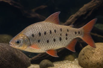 Distichodus decemmaculatus Карликовий distichodus