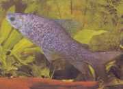 Distichodus notospilus Диститін