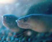 Echidna rhodochilus Прісноводна �...