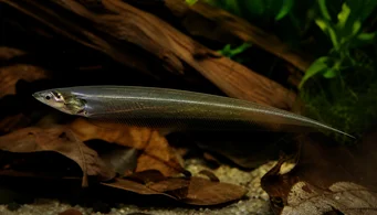 Eigenmannia virescens Скляні ножі риба