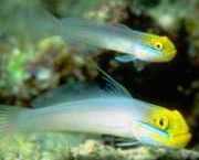 Eleotrides strigatus Шовковисті б�...