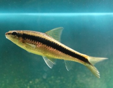 Epalzeorhynchus siamensi... Сіамське рул�...