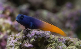 Escenius bicolor Двоколірний