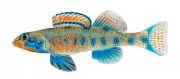 Etheostoma obama Обама полюс