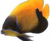 Euxiphipops navarchus Японська под�...