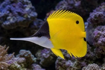 Forcipiger longirostris