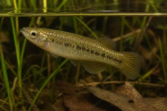 Fundulus chrysotus Кіллі із золотими вухами