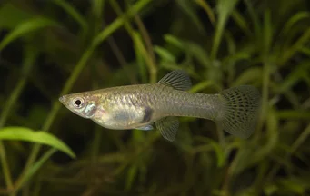 Gambusia affinis