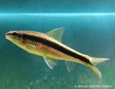 Garra cambodgiesis П'єр Лік