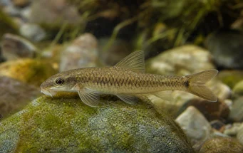Garra cambodgiesis (П'єр Лік)
