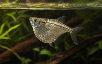 Gasteropelecus sternicla (Сріблястий)