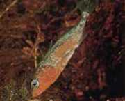 Gasterosteus aculeatus l... Клопотання