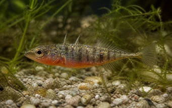 Gasterosteus aculeatus linne (Клопотання)