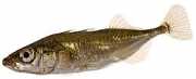 Gasterosteus aculeatus Три -Торфбред...