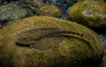 Gastromyzon punctulatus (Пунктирований Лохе)