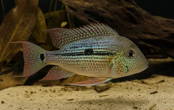 Geophagus daemon (Геофагський демон)