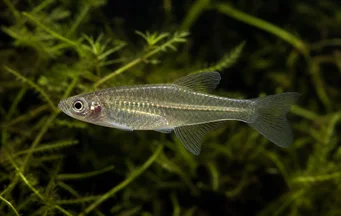 Girardinus metallicus
