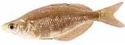 Glossolepis incisus Нова морська ...