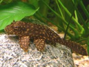 glyptoperichtys joselima... L001