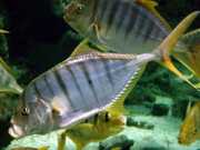 Gnathanodon speciosus Камердинер