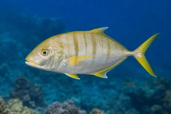 Gnathanodon speciosus Камердинер