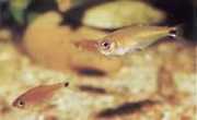 Gnathocharax steindachne... Укус тетра