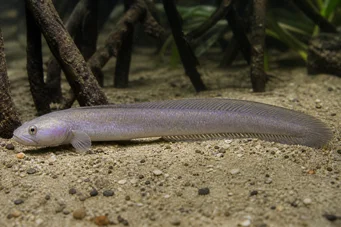 Gobioides peruanus (Гобі-Ангал)