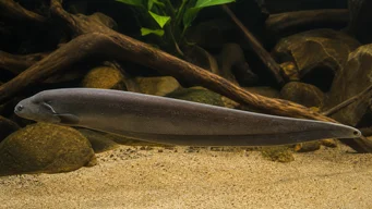 Gymnachus niloticus Аба