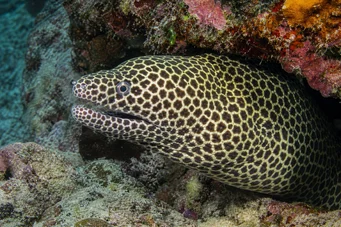 Gymnothorax favagineus Леопардова стіна