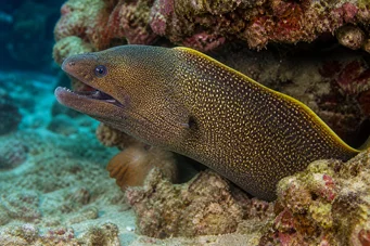 Gymnothorax flavimarginatus Жовта краю стіна