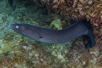 Gymnothorax monochrous Сіря