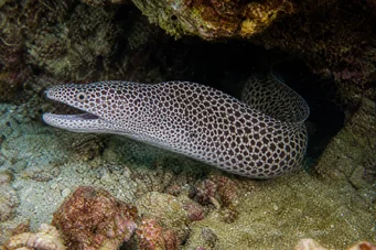 Gymnothorax rueppelliae Жовтий узголів'я
