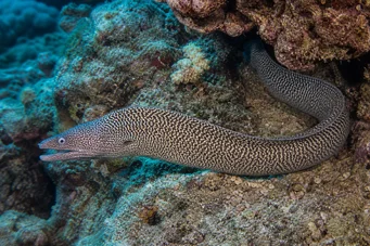 Gymnothorax undulatus Хвиляста стіна