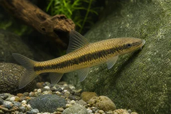 Gyrinocheilus aymonieri (Гіріно, Гіріно Альбінос)